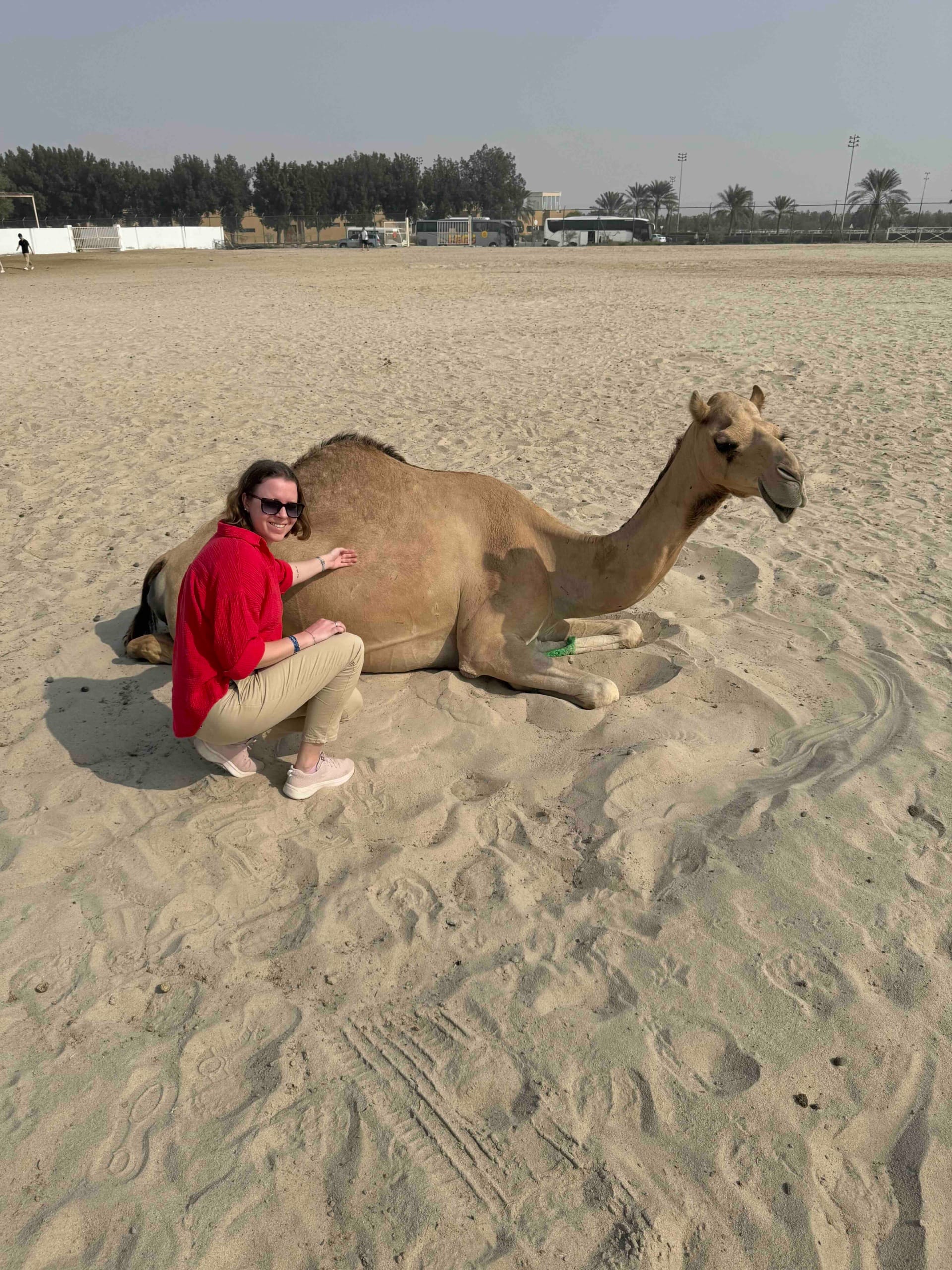 Kamelfarm in Bahrain